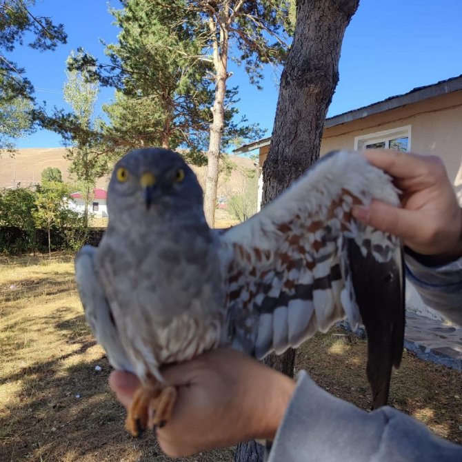 Vatandaşların Bulduğu Yaralı Çayır Delicesi Tedavi Altına Alındı
