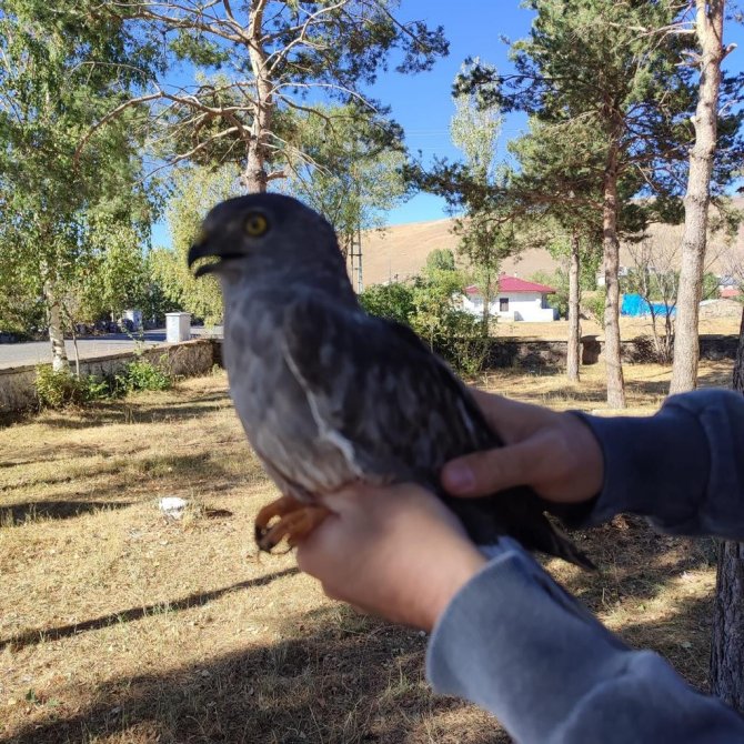 Vatandaşların Bulduğu Yaralı Çayır Delicesi Tedavi Altına Alındı