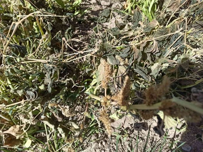 Afyonkarahisar’da Ekili Alanları Don Vurdu