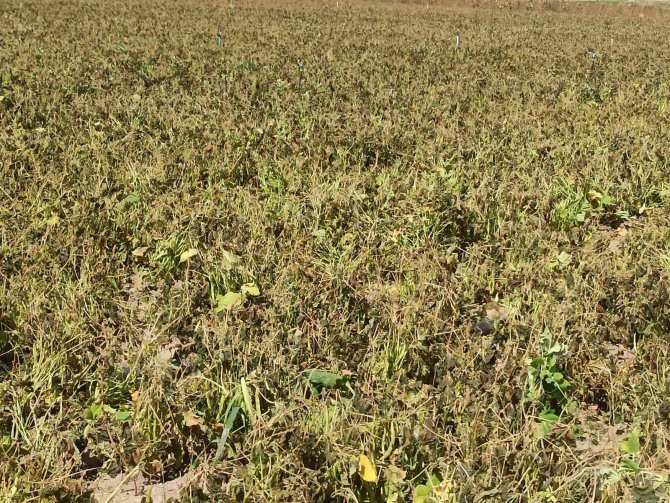 Afyonkarahisar’da Ekili Alanları Don Vurdu