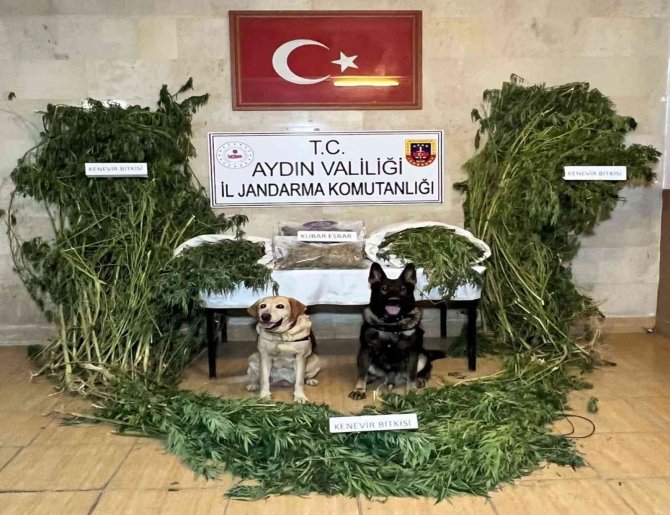 Aydın İ̇l Jandarma Komutanlığı Uyuşturucuya Geçit Vermiyor