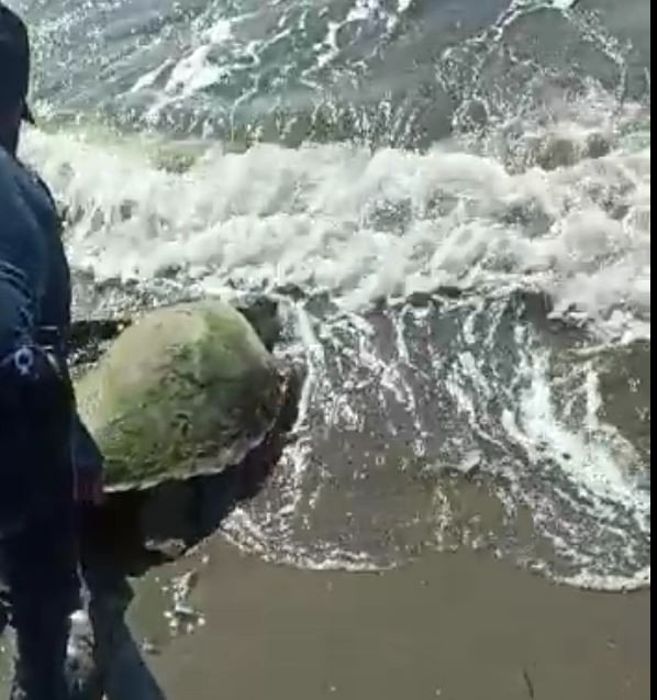 Jandarmanın Dikkati Deniz Kaplumbağasını Kurtardı