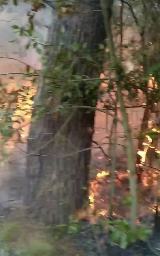 Beykoz’da Korkutan Orman Yangını