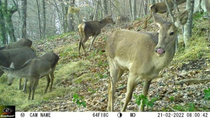 İ̇ki Kızıl Geyiği İdari Yargı Kurtardı