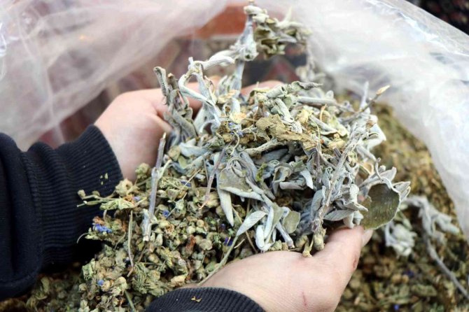 Kekik Ve Adaçayından Kolonya Yapıldı