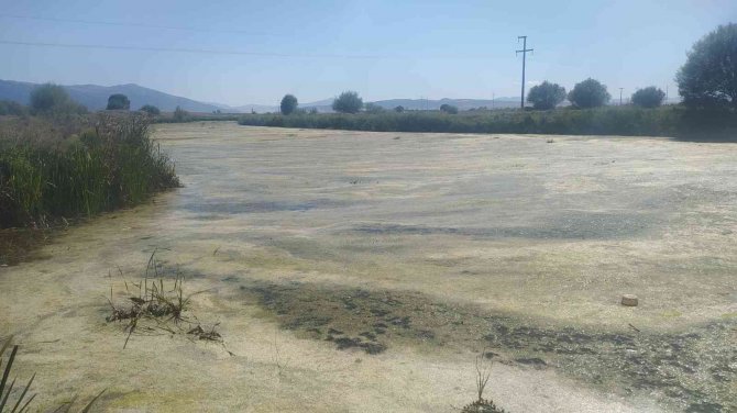 Menderes Nehri’ndeki Balık Ölümleri Korkutuyor