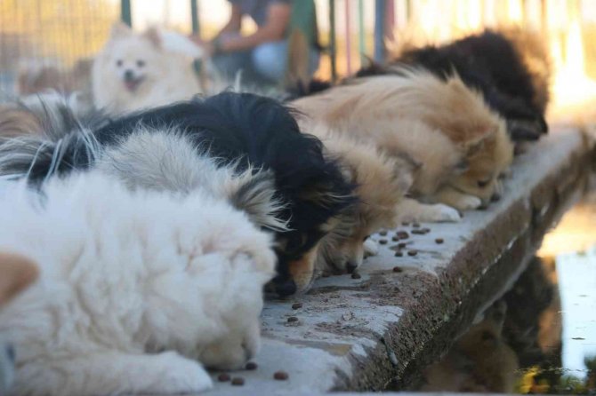 Yurt Dışında Gördü, Lice’de Milyonluk ‘Pomeranian’ Çiftliği Kurdu