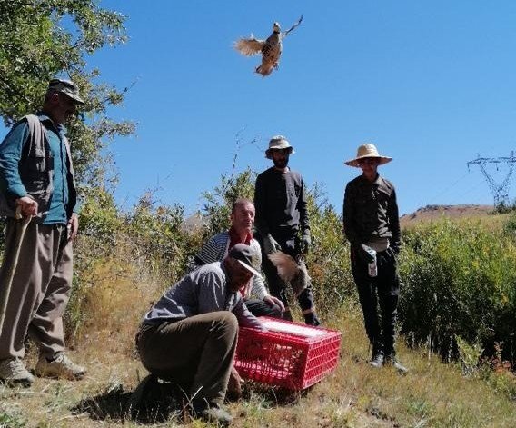 Hakkari’de Bin 300 Keklik Doğaya Bırakıldı