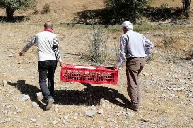 Hakkari’de Bin 300 Keklik Doğaya Bırakıldı