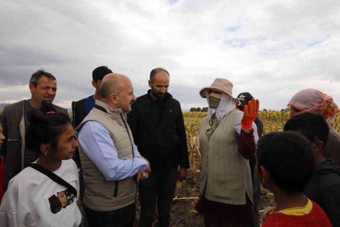 Ağrı’da Ayçiçeği Üreticiliği Yaygınlaşıyor
