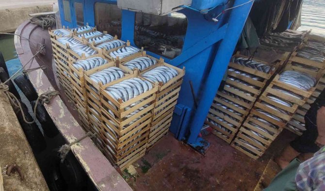 Karadeniz’de Balıkçılar Kasa Kasa Palamutla Döndü: Vatandaşlara Ücretsiz Dağıtıldı