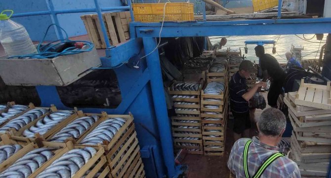 Karadeniz’de Balıkçılar Kasa Kasa Palamutla Döndü: Vatandaşlara Ücretsiz Dağıtıldı