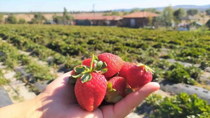 Tarladan Çilek Toplayıp Satın Alıyorlar