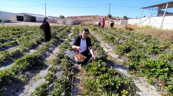 Tarladan Çilek Toplayıp Satın Alıyorlar
