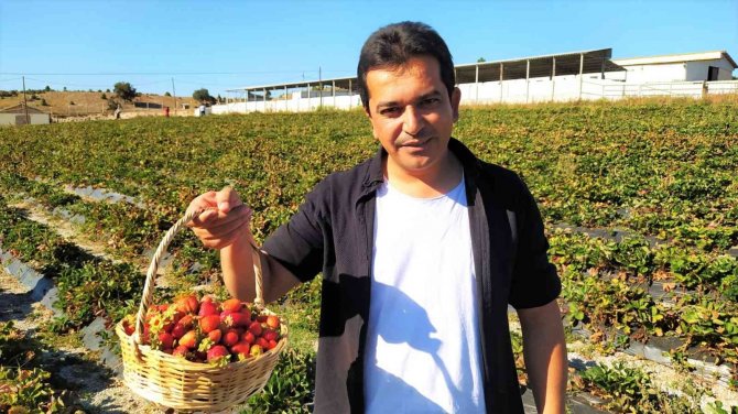 Tarladan Çilek Toplayıp Satın Alıyorlar