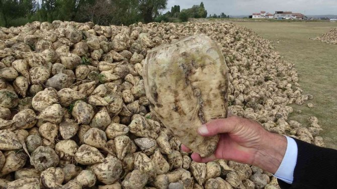 Kütahya’da Pancar Hasadı Başladı