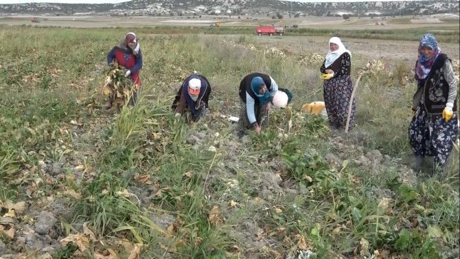 Kütahya’da Pancar Hasadı Başladı
