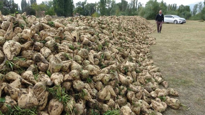 Kütahya’da Pancar Hasadı Başladı