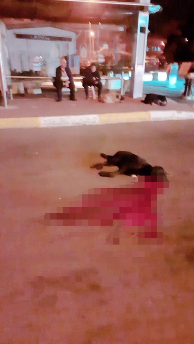 İ̇ett Otobüsü Sokak Köpeğine Çarptı