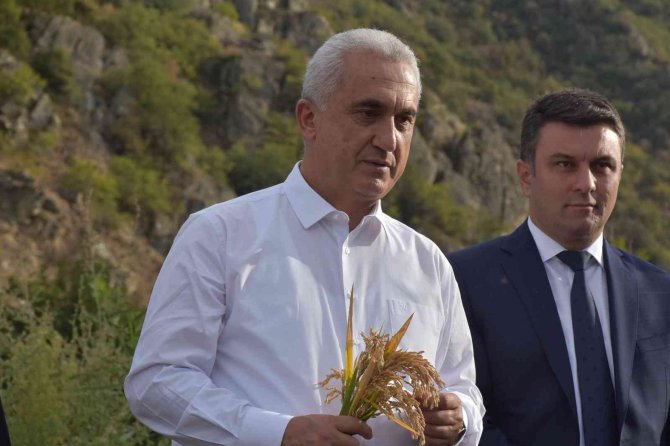 Tosya’da ’Beyaz Altın’ Çeltiğin Hasadı Başladı, Vali Avni Çakır İlk Hasadı Yaptı