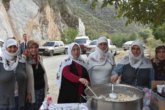 Tosya’da ’Beyaz Altın’ Çeltiğin Hasadı Başladı, Vali Avni Çakır İlk Hasadı Yaptı