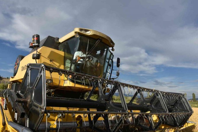 Tosya’da ’Beyaz Altın’ Çeltiğin Hasadı Başladı, Vali Avni Çakır İlk Hasadı Yaptı