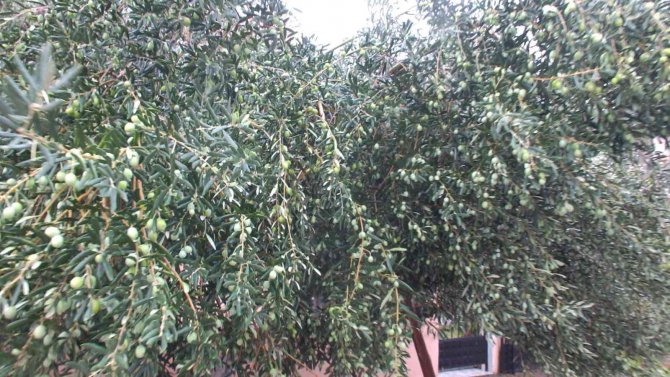 Burhaniye’ De Yağmur Yolları Göle Çevirdi