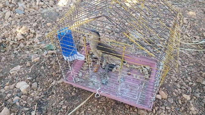 Ölü Taklidi Yapan Yaralı ‘Balaban’ Köylüler Tarafından Fark Edildi, Yetkiler Tedavi Altına Aldı