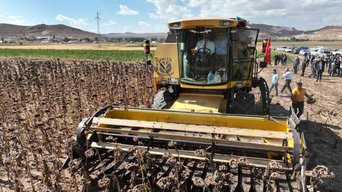 Sivas’ta Yağlık Ayçiçeği Hasattı Yapıldı, 15 Bin Ton Ürün Bekleniyor