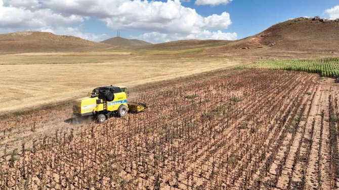 Sivas’ta Yağlık Ayçiçeği Hasattı Yapıldı, 15 Bin Ton Ürün Bekleniyor