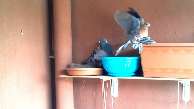 Kumru Ve Güvercin Arasındaki Yuva Mücadelesi Kötü Bitti