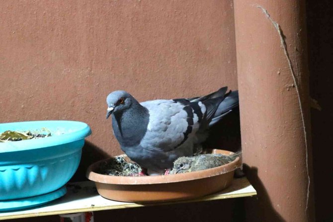 Kumru Ve Güvercin Arasındaki Yuva Mücadelesi Kötü Bitti