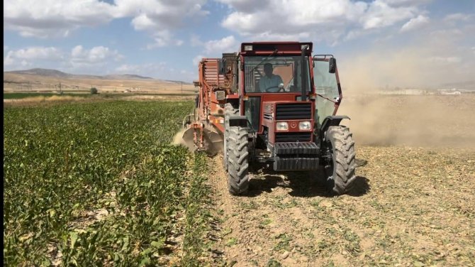 Kaymakam Traktör Koltuğuna Oturup Pancar Hasadı Yaptı