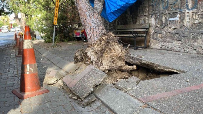 İ̇nşaat Malzemesi Yüklü Tır, Ağacı Devirdi