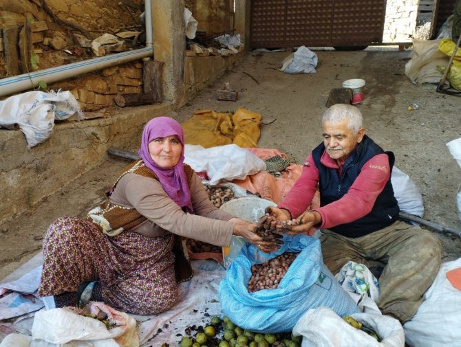Bursa’daki Köyü Gören Karadeniz Sanıyor...yılda 60 Ton Fındık Üretiyorlar