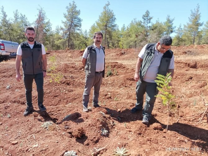 Geçen Yıl Yanan Ormanlardaki Ağaçlandırma Çalışmaları Sürüyor