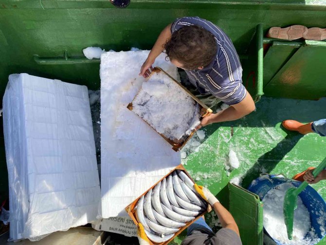 Bartın’dan İ̇zmir’e Palamut Sevk Ediliyor