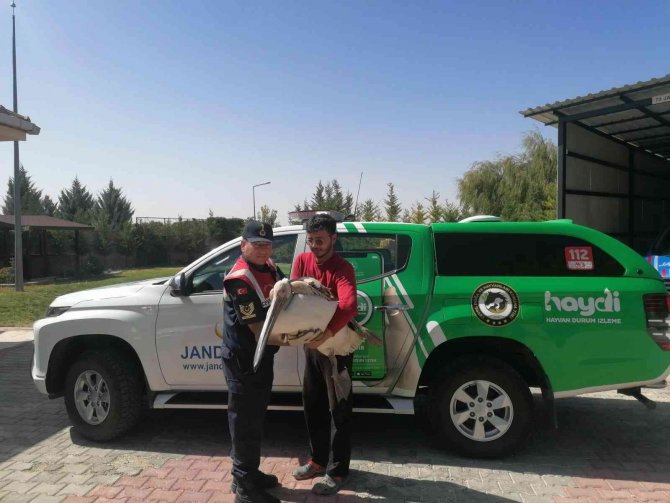 Karaman’da Yaralı Bulunan Pelikan Kuşu Koruma Altına Alındı