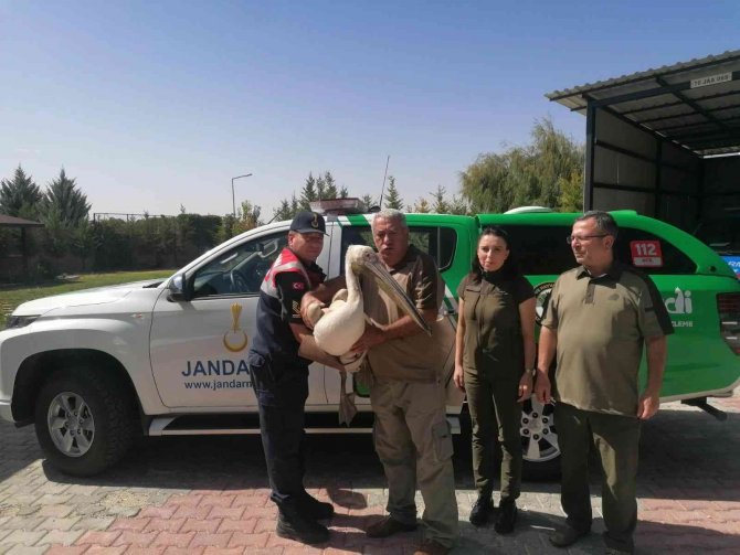 Karaman’da Yaralı Bulunan Pelikan Kuşu Koruma Altına Alındı