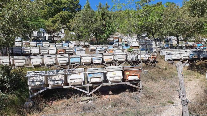 Kütahya Orman Bölge Müdürü Dündar, Bal Ormanını Denetledi