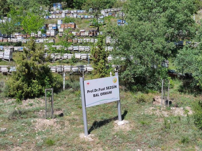 Kütahya Orman Bölge Müdürü Dündar, Bal Ormanını Denetledi