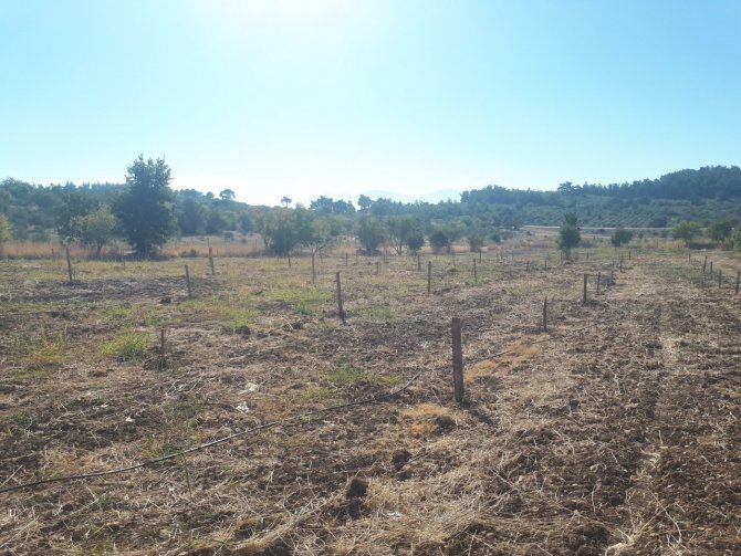 Üreticiye Hibe Edilen Fidanların Takibi Yapılıyor