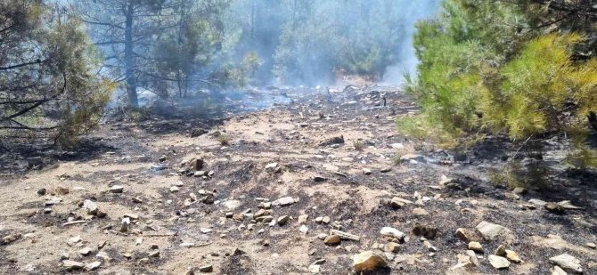Nazilli’deki Orman Yangını Büyümeden Söndürüldü