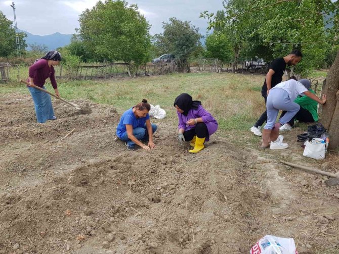 Sinop’ta 3 İlçede Safran Bitkisi Dikildi