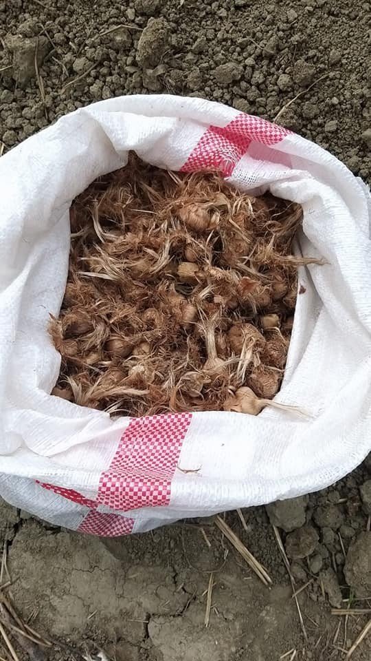 Sinop’ta 3 İlçede Safran Bitkisi Dikildi