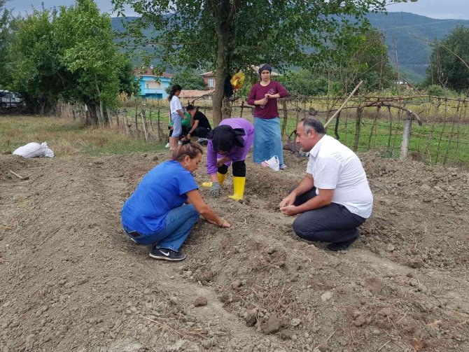 Sinop’ta 3 İlçede Safran Bitkisi Dikildi