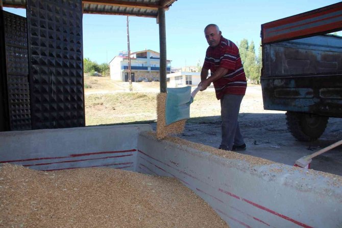 Buğday Üretiminde Rekor Kırılan Sivas’ta Yeni Sezona Hazırlık Başladı