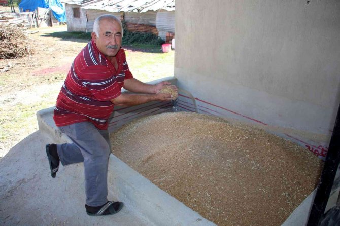Buğday Üretiminde Rekor Kırılan Sivas’ta Yeni Sezona Hazırlık Başladı