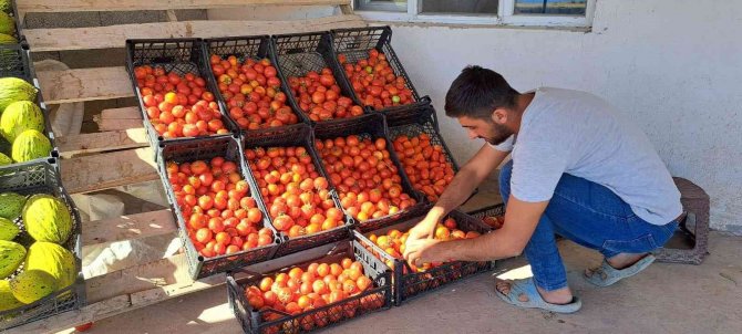 Topraktan Gelen Bereket