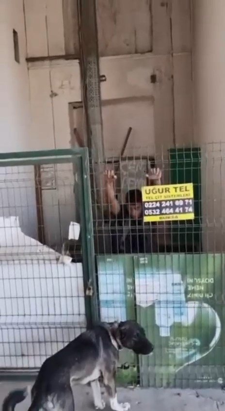 Vicdansız Hırsız Köpeğe Şiddet Uyguladı: O Anlar Kamerada